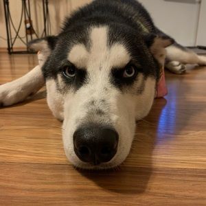 Meet your Posher, Tiffani